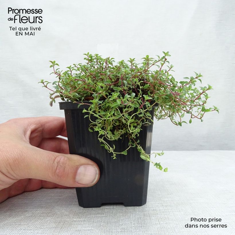 Thymus praecox Purple Beauty - Thyme sample as delivered in spring