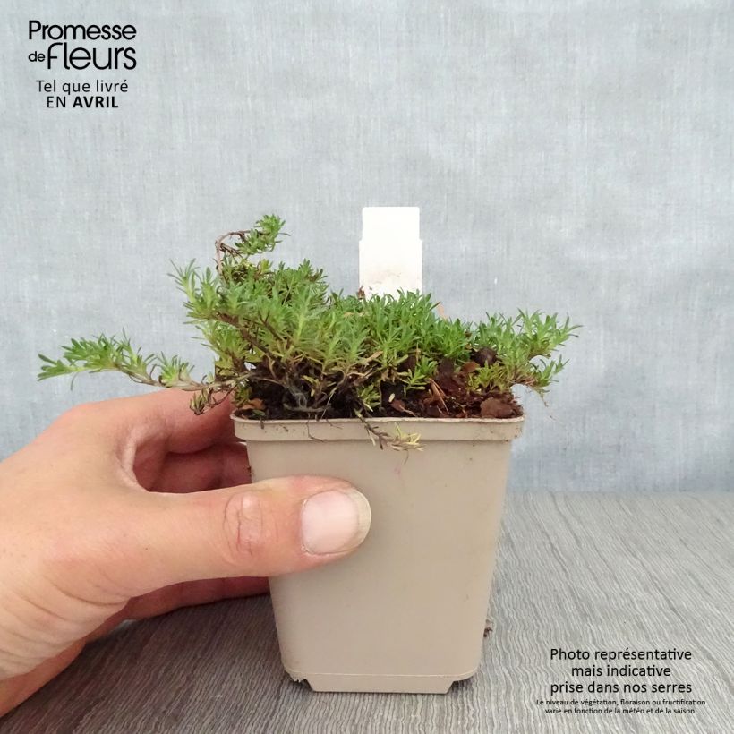 Thymus capitatus - Thyme sample as delivered in spring
