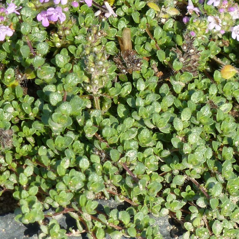 Thymus hirsutus - Thyme (Foliage)