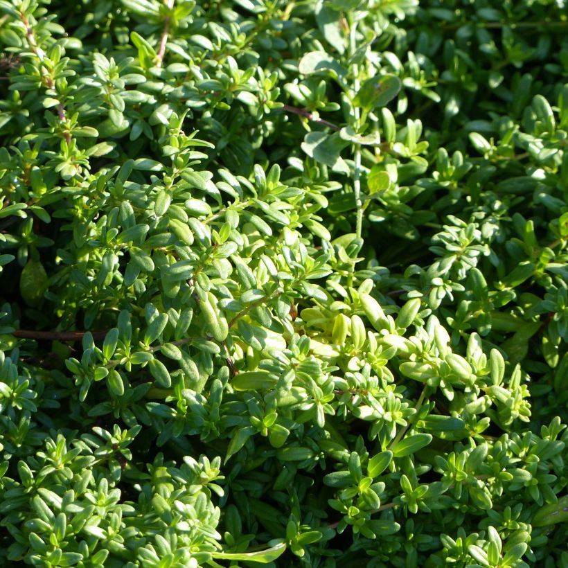 Thymus longicaulis - Thyme (Foliage)