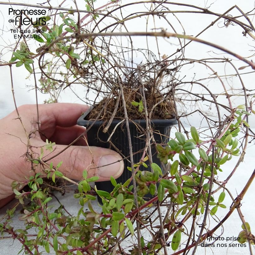 Thymus longicaulis - Thyme sample as delivered in spring