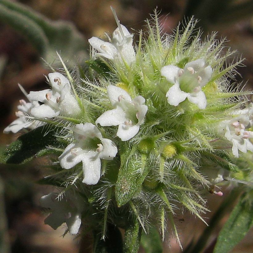 Thymus mastichina - Thyme (Flowering)