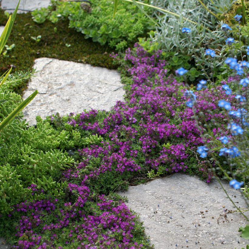 Thymus praecox Bressingham - Thyme (Plant habit)