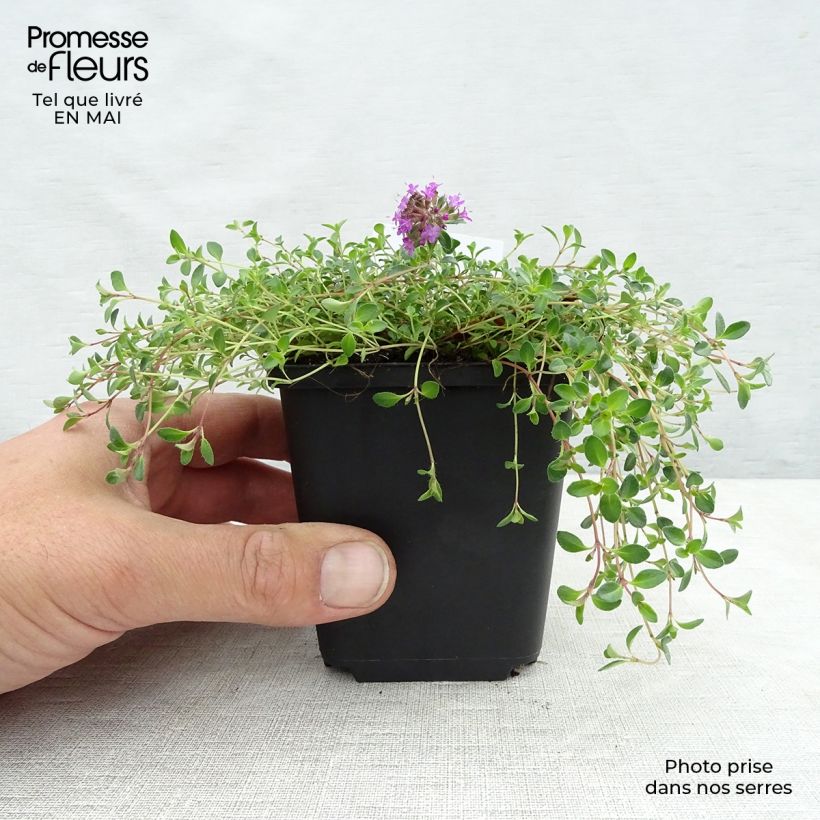 Thymus praecox Coccineus - Thyme sample as delivered in spring