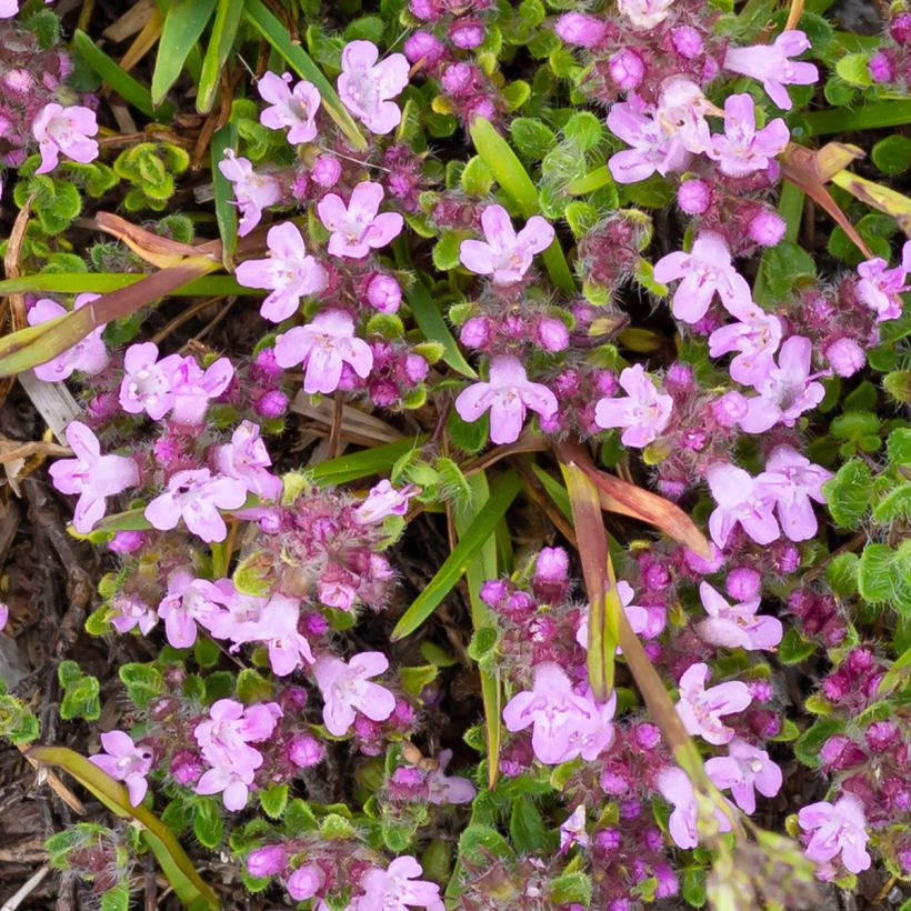 Thymus praecox Minor - Thyme (Flowering)