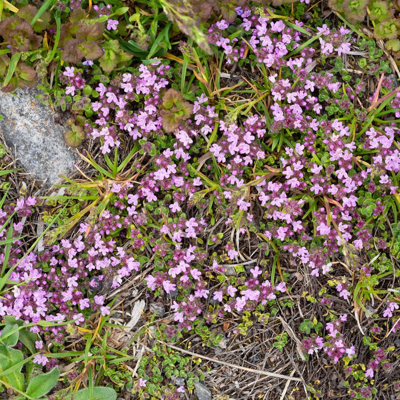 Thymus praecox Minor - Thyme (Plant habit)