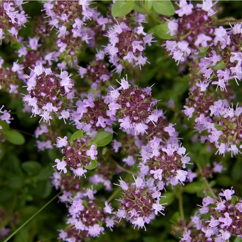 Thymus pulegioides Splendens (Flowering)