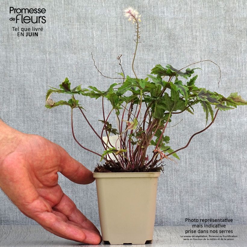Tiarella  Angel Wings 'Gowing' (Fox Series) 8/9 cm pot sample as delivered in summer