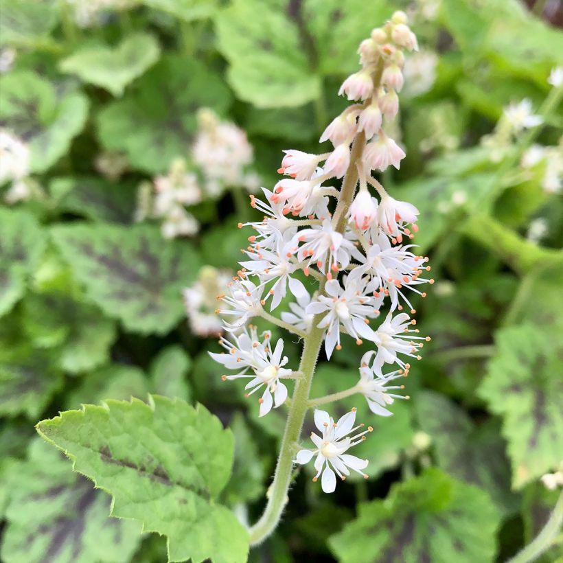 Tiarella cordifolia Appalachian Trail (Flowering)