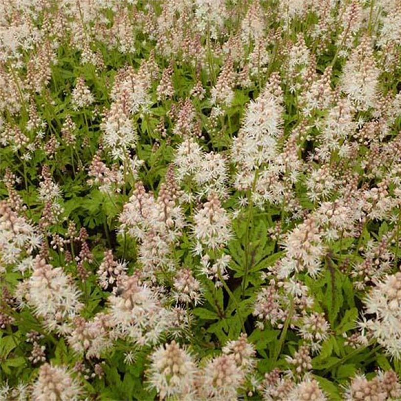 Tiarella x laciniata Arpeggio (Flowering)