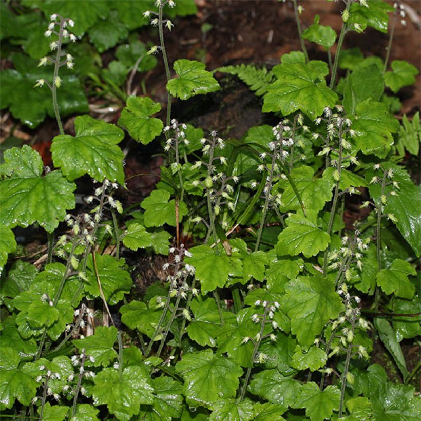 Tiarella polyphylla  (Flowering)