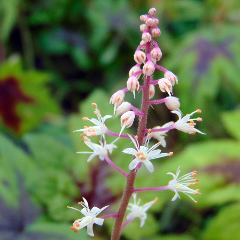 Tiarella  Sugar and Spice (Flowering)