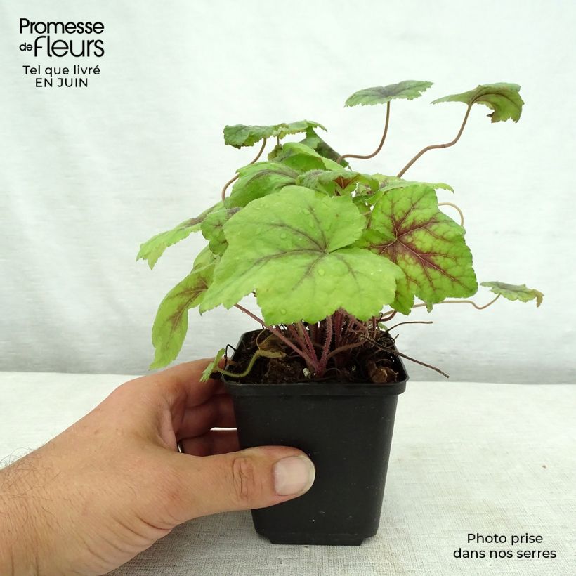 Tiarella  Running Tiger 8/9 cm pot sample as delivered in summer