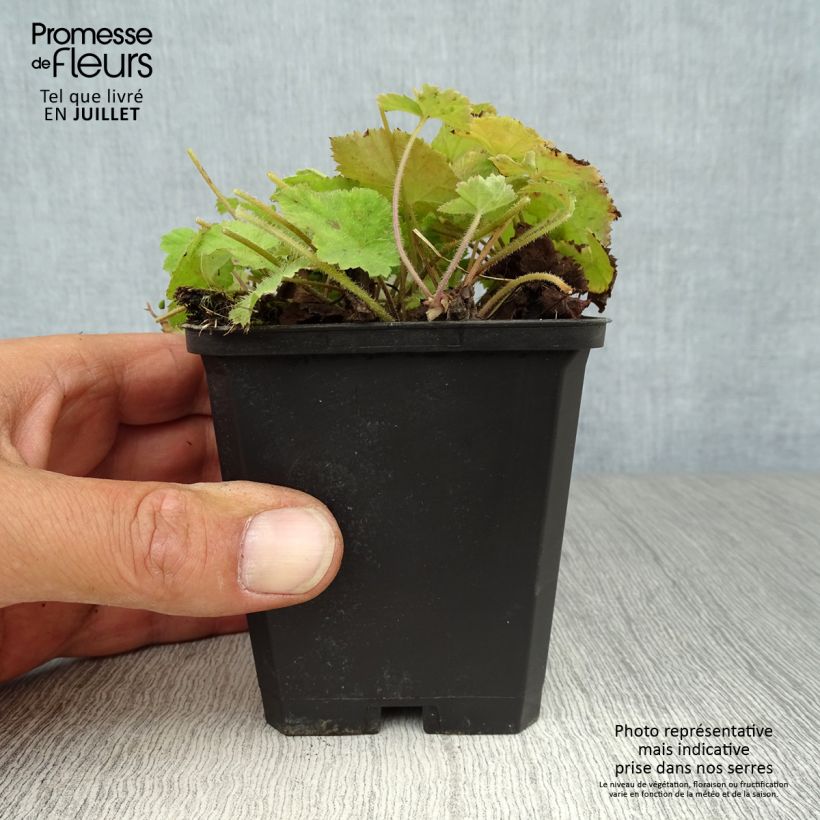 Tiarella cordifolia 8/9 cm pot sample as delivered in summer