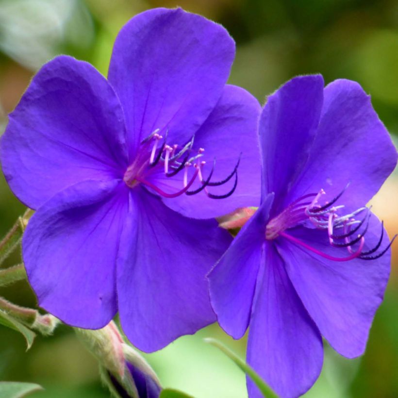 Tibouchina urvilleana (Flowering)