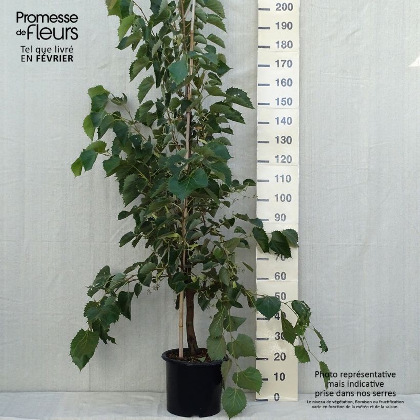 Tilleul de Henry - Tilia henryana Pot de 7.5L/10L sample as delivered in autumn