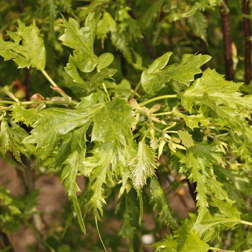 Tilia Henryk Eder - Lime (Foliage)