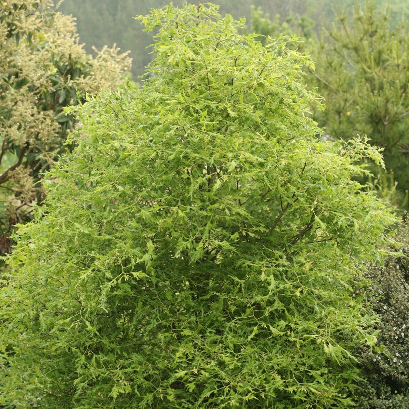 Tilia Henryk Eder - Lime (Plant habit)
