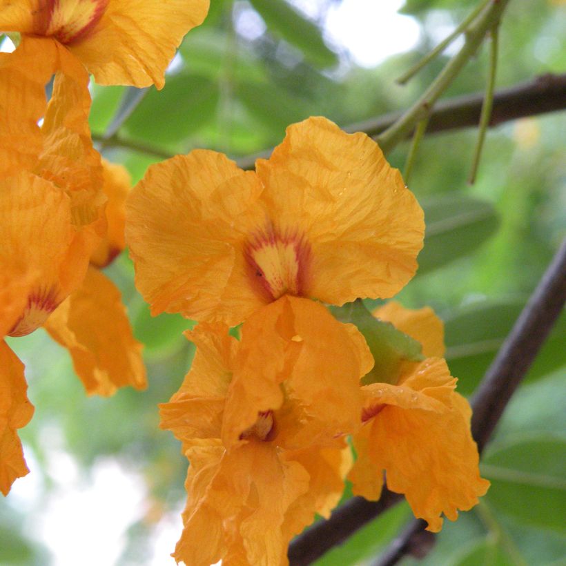 Tipuana tipu (Flowering)