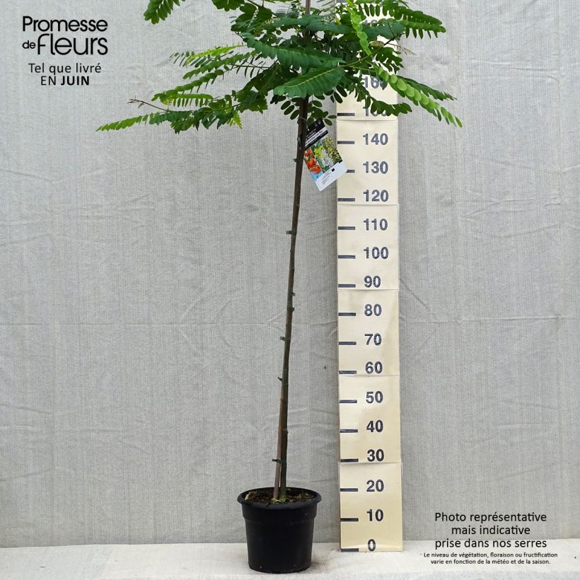 Tipuana tipu 7.5L/10L pot sample as delivered in summer