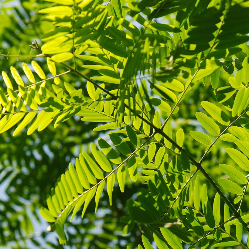 Tipuana tipu (Foliage)