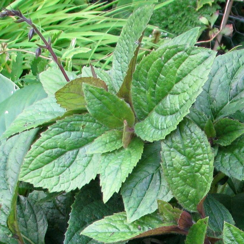 Titanotrichum oldhamii  (Foliage)