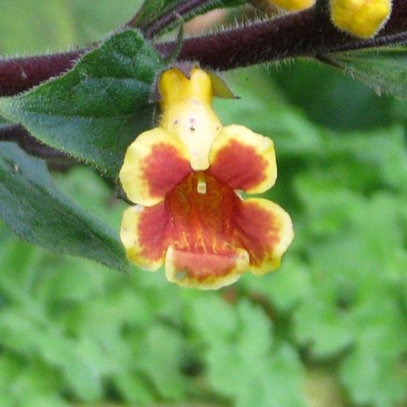 Titanotrichum oldhamii  (Flowering)