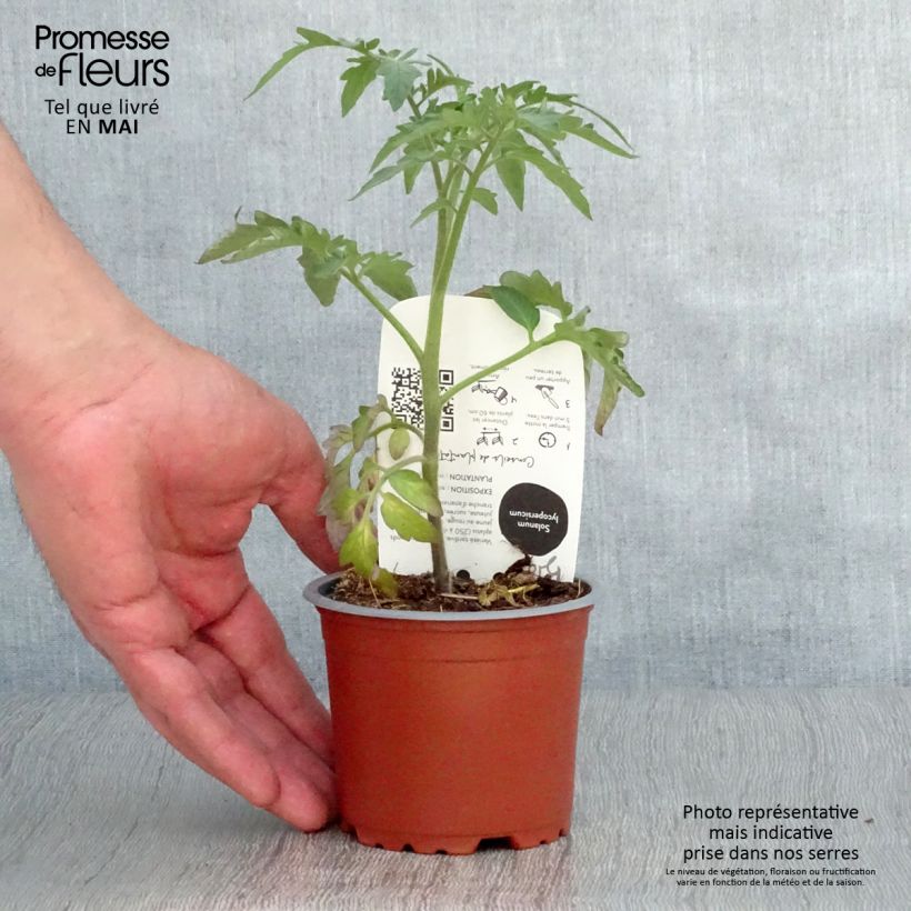 Tomato Organic Pineapple 10cm/11cm pot sample as delivered in spring