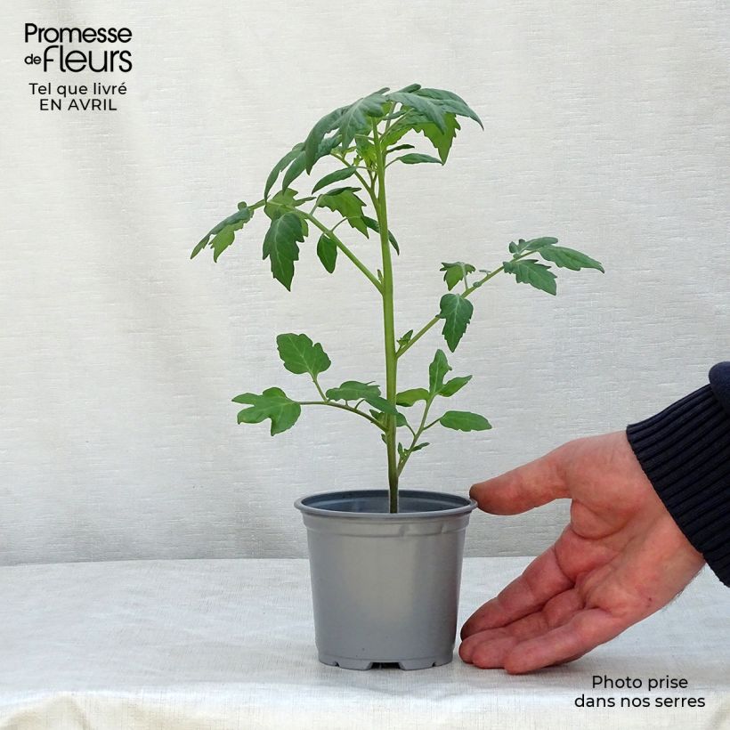 Tomato Apéro F1  in plants - Cherry sample as delivered in spring