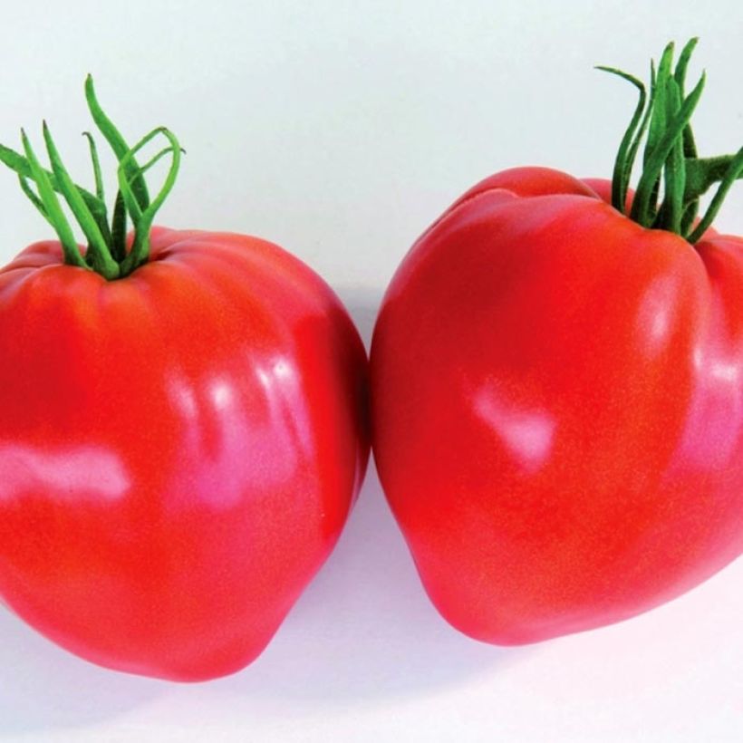 Tomato Cauralina F1 Plants (Harvest)