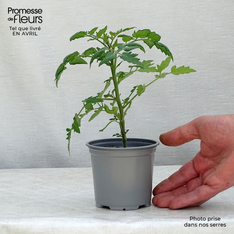 Tomate Cherry Orange en pot de 10,5 cm - Tomate cerise sample as delivered in spring