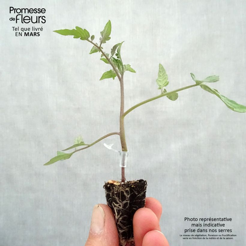 Tomato Chocoprevia F1 GRAFTED plants sample as delivered in spring