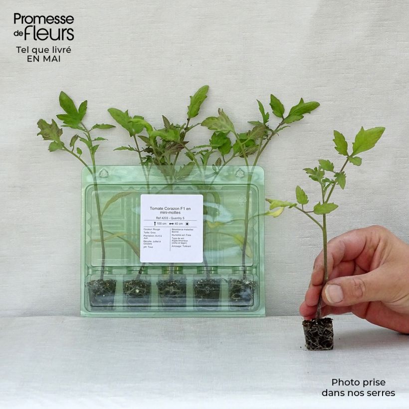 Tomato Corazon F1 Plants Plug plant 1.5/2.5 cm sample as delivered in spring