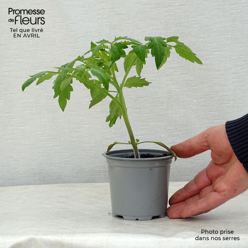Tomato Corazon F1 Plants 10cm/11cm pot sample as delivered in spring