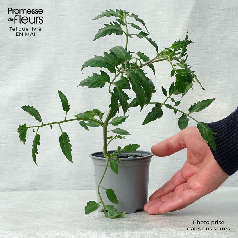 Tomato Cornabel F1 GRAFTED plants sample as delivered in spring