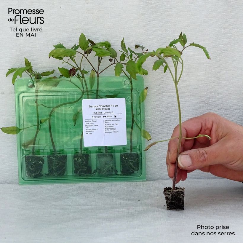 Tomato Cornabel F1 Plants Plug plant 3/4cm sample as delivered in spring