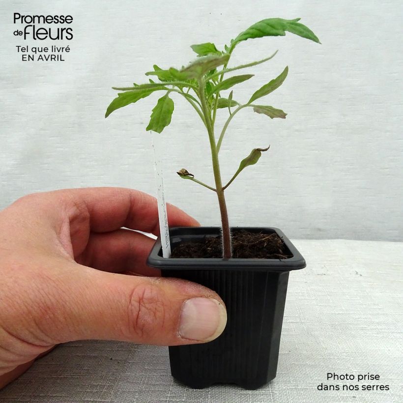 Tomato Cornue des Andes - Andine Cornue sample as delivered in spring
