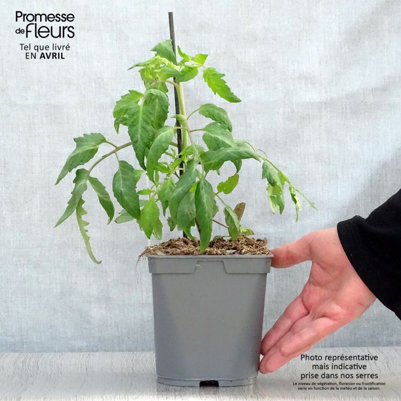 Tomato Grafted plants of Andes Horned  or Andine Cornue sample as delivered in spring