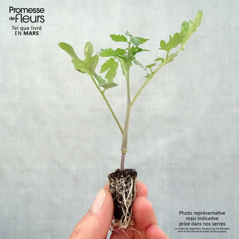 Tomato Furnace F1 Plants sample as delivered in spring