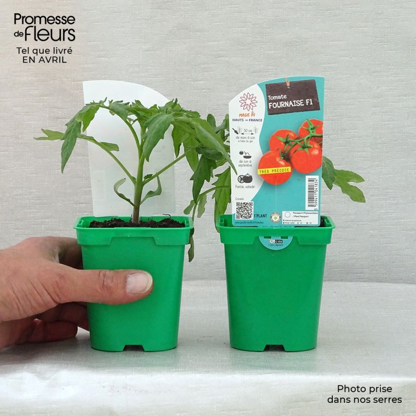 Tomato Furnace F1 Plants sample as delivered in spring