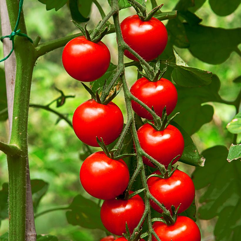 Cherry Tomato Gardener's Delight organic seeds (Harvest)