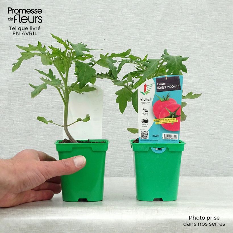 Tomato Honey Moon F1 Plants sample as delivered in spring