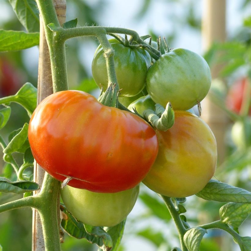 Tomato Grafted Montfavet (Harvest)