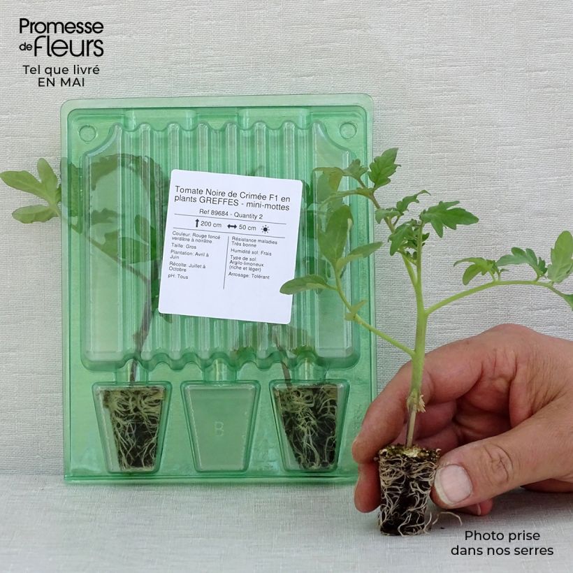 Tomate Noire de Crimée F1 en plants GREFFES - mini-mottes sample as delivered in spring