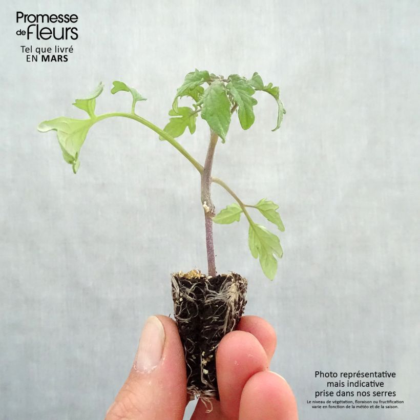 Tomato Black Crimean F1 Grafted  Plants sample as delivered in spring