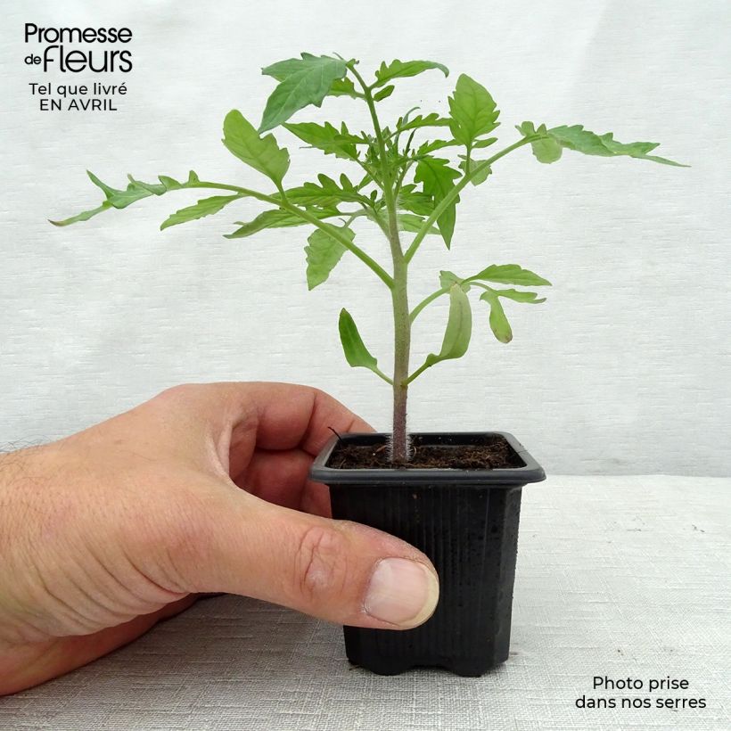 Tomato Crimean Black plants sample as delivered in spring