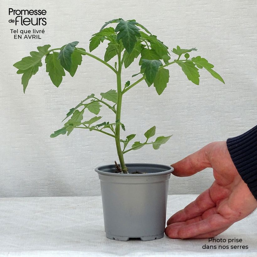 Tomato Pepe F1 GRAFTED seedlings sample as delivered in spring