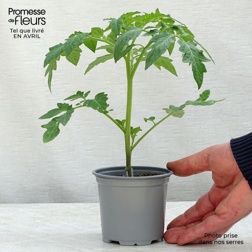 Tomato Previa F1 GRAFTED Plants sample as delivered in spring