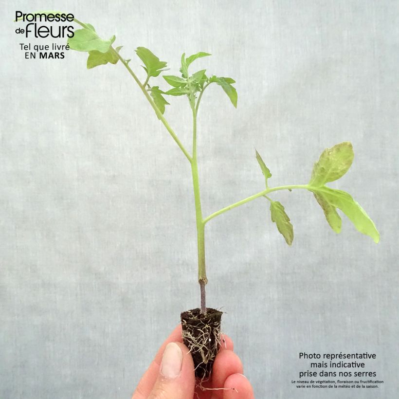 Tomato Previa F1 GRAFTED Plants sample as delivered in spring