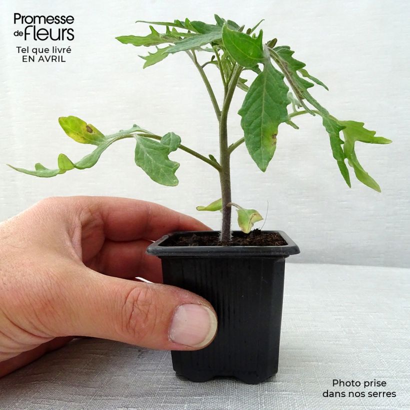 Tomate Pyros F1 en godet de 7cm sample as delivered in spring